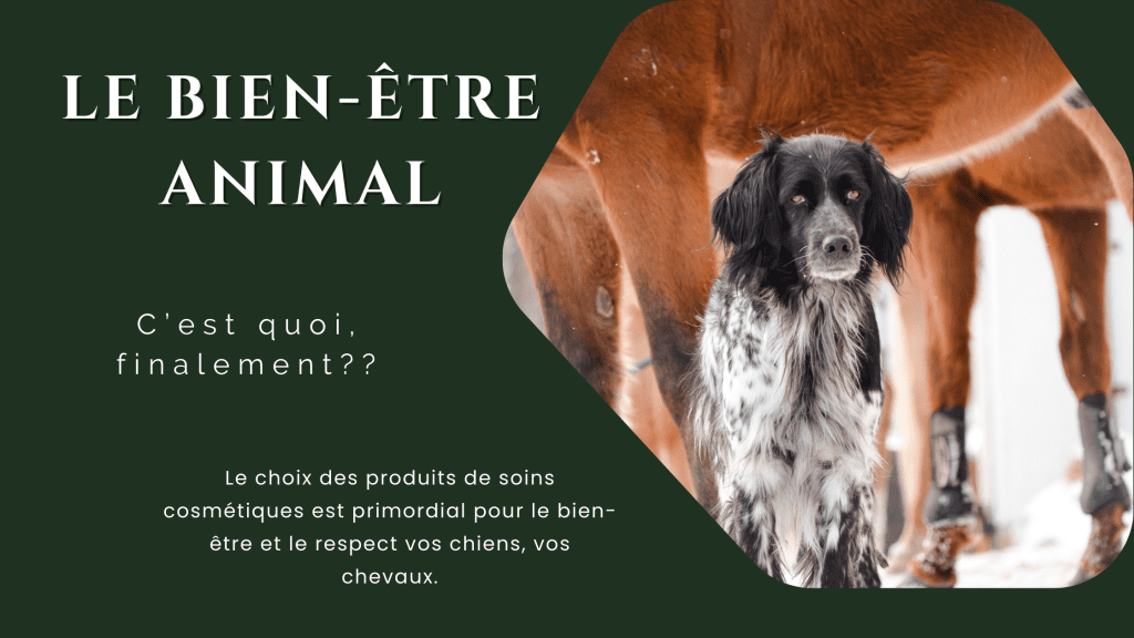 Le bien-être animal à portée de main: trucs et astuces !!