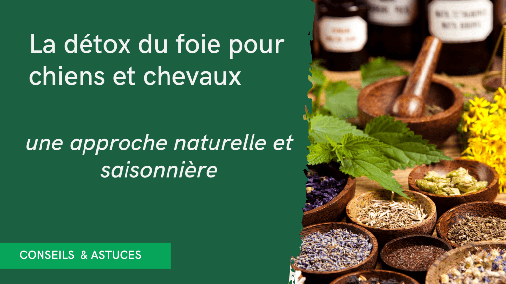 Cure détox de printemps pour chiens et chevaux: Soutenir le foie