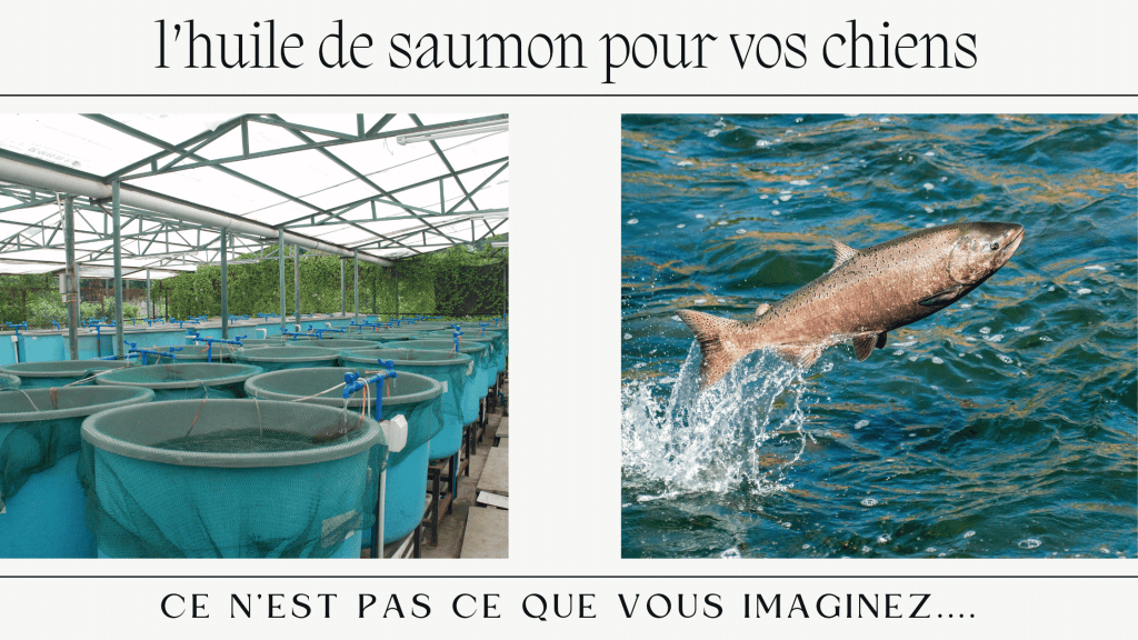 Pourquoi éviter l'huile de saumon pour votre chien.