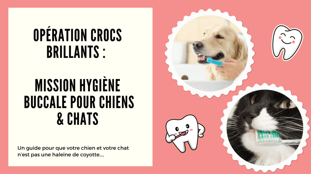 L'hygiène bucco-dentaire de votre chien : un enjeu de santé majeur