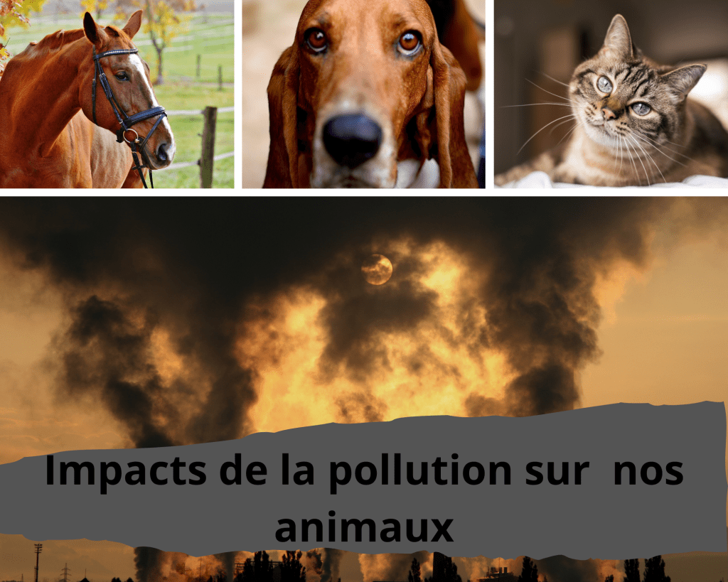 Impacts et conséquences de la pollution sur nos animaux.