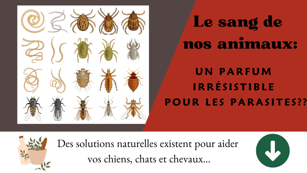 Le sang de nos animaux : un parfum irrésistible pour les parasites ?