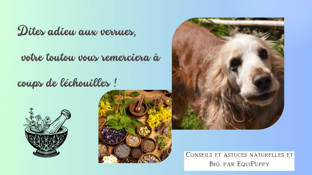 Protégez votre chien des verrues naturellement : Renforcez son immunité pour une peau saine !