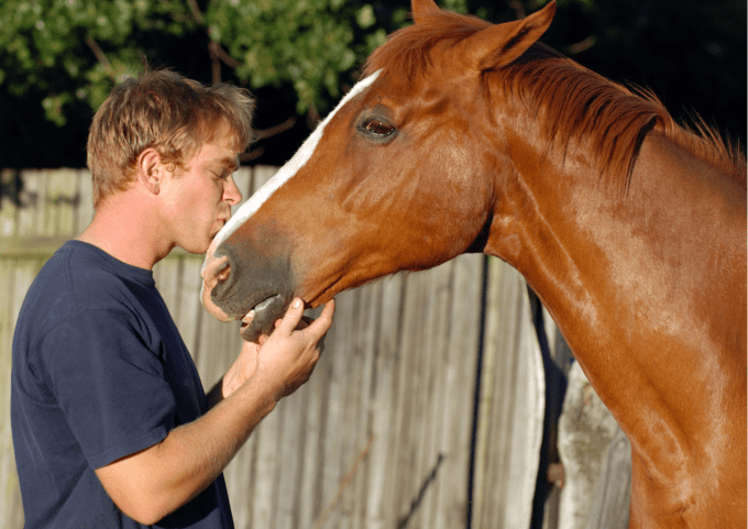 Baume biologique calendula & miel pour chevaux