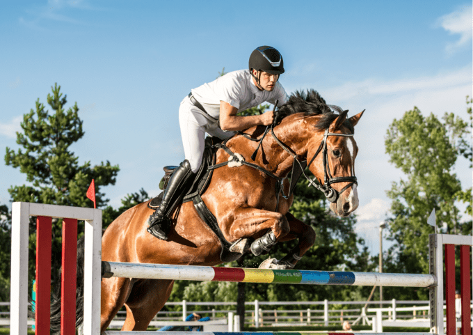 Baume Bio Cheval à l'arnica