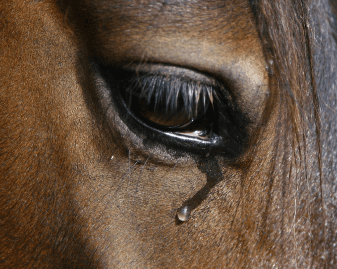 Nettoyant biologique yeux fragiles cheval 