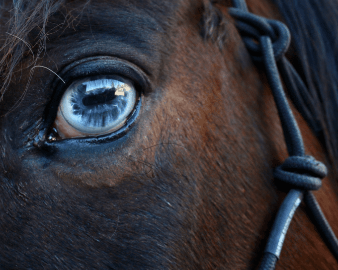 Nettoyant biologique yeux irrités cheval