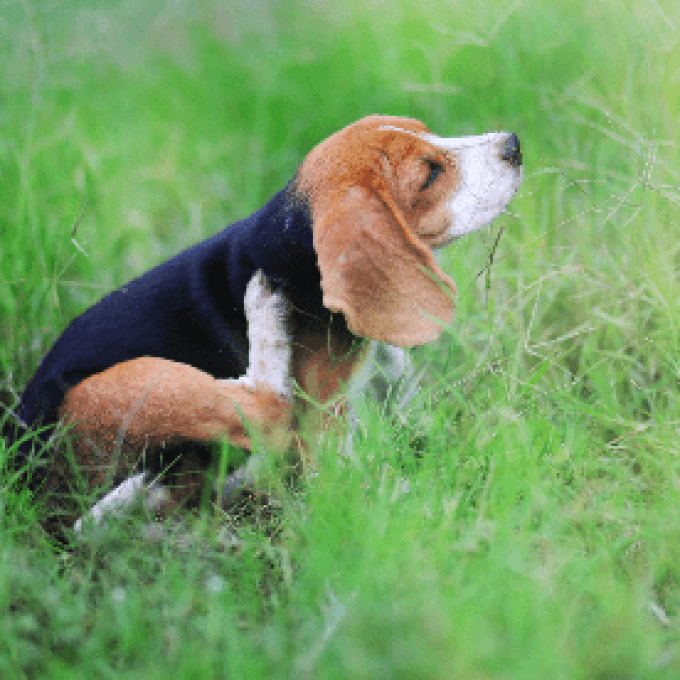 Shampoing naturel & biologique chien "anti démangeaisons" - Copie