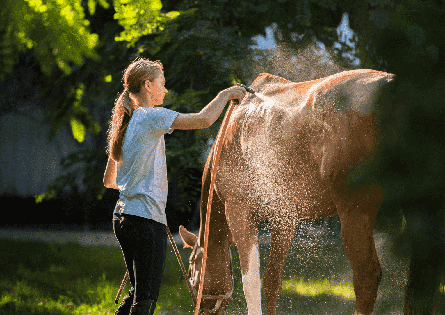 Shampoing Purifiant pour chevaux , base d'ingrédients Bio- EquiPuppy